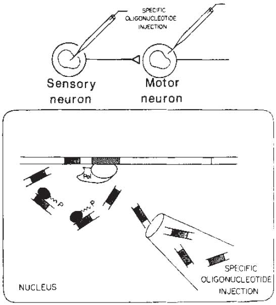 Dash-Fig-3-right-cr